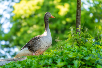 Graue Gans mit orangem Schnabel auf grüner Wiese