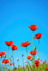 Vibrant red poppies bloom against a clear azure sky, spring, blossom