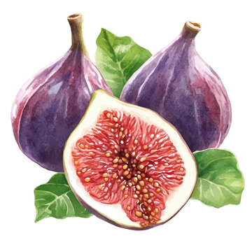 recommend clip art: Figs Slice, watercolor vector, isolated on a white background.