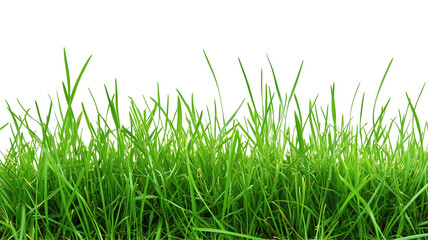 Close-Up View of Fresh Green Grass Blades Showcasing Natural Textures in Vivid Shades of Green. Easter Sunday 2025 Object PNG Isolated Transparent White Background Clipping Path Download