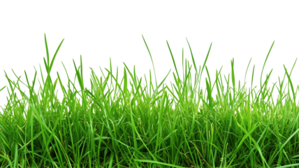 Close-Up View of Fresh Green Grass Blades Showcasing Natural Textures in Vivid Shades of Green. Easter Sunday 2025 Object PNG Isolated Transparent White Background Clipping Path Download
