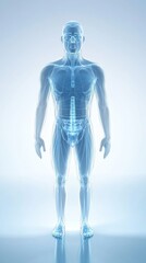 3D Human Anatomy, Medical Illustration, Showing Skeletal and Muscular Structure, Educational Resource