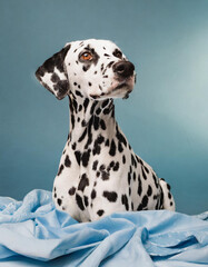 Studio Portrait of a Dalmatian Dog with Clean Minimal Background