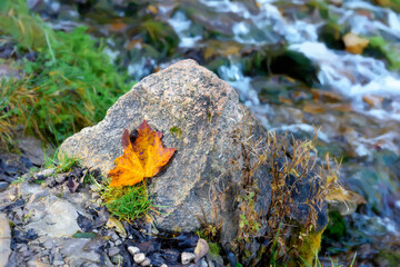 A red maple leaf stuck to a rock by the creek. Autumn colors.