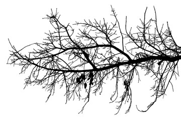 Black and white illustration of natural large old oak tree branch with leaves on white background