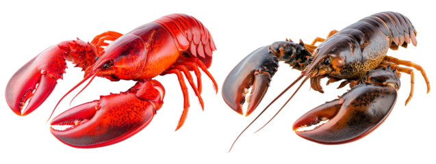 Boiled lobster on a transparent background. Raw lobster on a transparent background.