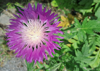 Vibrant Purple Cornflower with Yellow Center