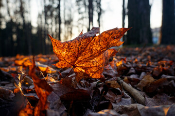 Last year's fallen maple leaf in the spring in the rays of the evening sun at sunset. Shot against the light.