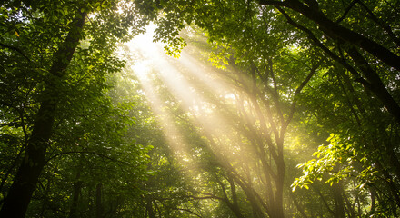 Obraz premium Sun Rays Filtering Through Green Forest Canopy Creates a Woodland Atmosphere