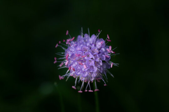 fleur violette - belle couleur 