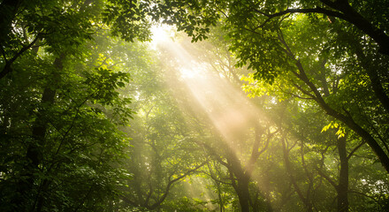 Obraz premium Sun Rays Shining Through Green Forest Canopy Creating a Magical Atmosphere