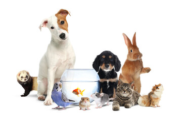 Group of cute domestic pets on white background