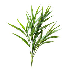 Naklejka premium Fresh Lemongrass Sprig with Green Stalk Isolated on Transparent Background