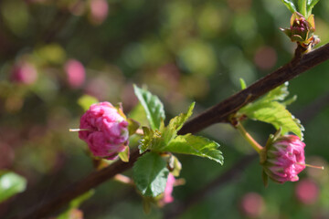 Louisiana, trifoliate almond. A close-up of a branch with pink flower buds and green leaves.