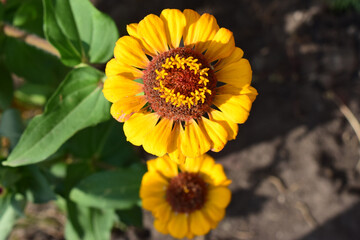 A vibrant yellow flower (zinnia elegans) with a prominent reddish-brown center. Radiant Yellow Bloom