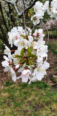 Cherry Blossom tree with delicate pinkish white flowers in spring,mid-april at the Dominion Arboretum Gardens,Ottawa,Ontario,Canada