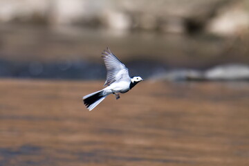 Bachstelze im Flug