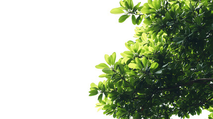 Obraz premium A tree with green leaves is shown against a white background
