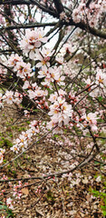 Cherry tree with beautiful pink blossoms of variety Prunus sargentii, Sargent's Cherry, Japanese Northern Hill Cherry ,mid april, at the  Dominion Arboretum Gardens,Ottawa,Ontario,Canada