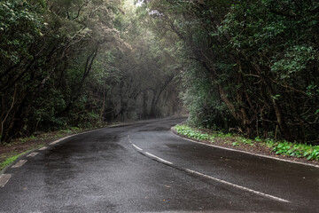 Fototapeta premium A mountain road in fog and rain in Anaga. Tenerife. Canary Islands