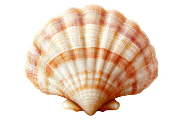 Obraz premium A beautiful fan-shaped scallop shell with delicate textures and soft colors that adds elegance to any collection or as a stylish decorative piece for interiors.