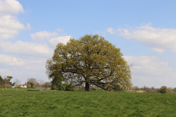 Old trees in the summertime field