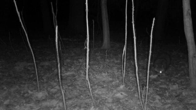 one-eyed wild raccoon trying to climb tree at night