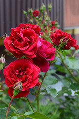 A cluster of vibrant red roses in full bloom, with some rosebuds still developing. Vibrant Red Roses in Sharp Focus