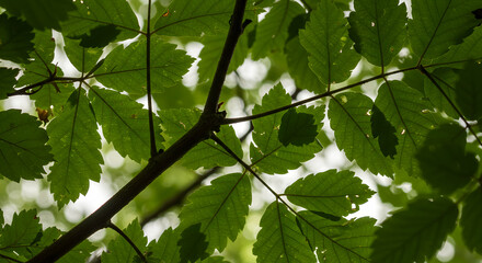 Green Leaves on Branch View Looking Up with Bright Background