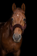 Obraz premium The portrait of brown and white horse in black background, fine art