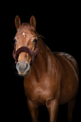 Obraz premium The portrait of brown and white horse in black background, fine art