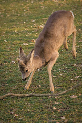 Roe deer