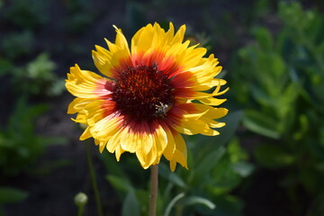 A vibrant Gaillardia flower with a red center and petals that transition from red at the base to yellow at the tips. Gaillardias Fiery Splendor