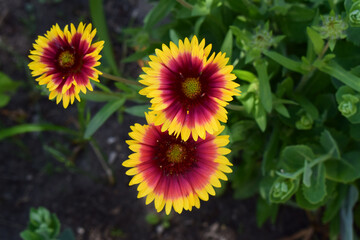 Blanket Flowers' Radiant Display