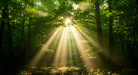 Fototapeta premium Sunlight Streaming Through Green Forest Canopy Creates a Mystical Scene