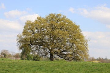 Obraz premium Old trees in the summertime field