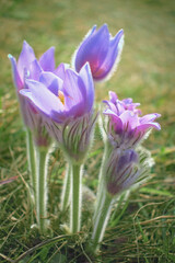 Pasqueflower