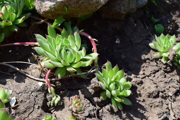 A close-up of a succulent plant with rosette-shaped leaves, displaying shades of green with red tips. Sempervivum tectorum. Succulent Garden Glow