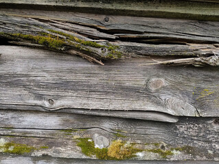 Powierzchnia ściany wykonanej ze starych desek zagruntowanych w przeszłości ciemnym podkładem. Część desek jest częściowo spruchniałych i pokrytych mchem. © boguslavus