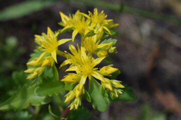 A cluster of yellow flowers of purifica surrounded by green leaves. Sedum kamtschaticum.