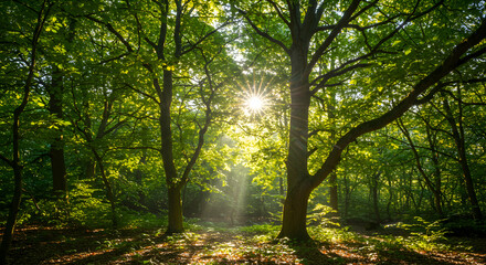 Naklejka premium Sunlight Streaming Through Green Forest Trees Creating a Serene Atmosphere