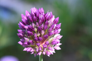 A close-up view of a purple allium flower bud. The flower is composed of many small, pointed petals with a bright, vivid color.