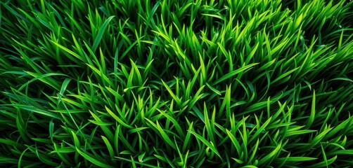 Lush vibrant green grass texture, perfect for spring or summer background, backdrop, vegetation