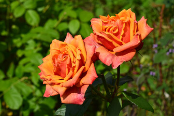 Two vibrant orange roses with intricate petals, set against a backdrop of lush green foliage. OVibrant Blooms Against Lush Foliage