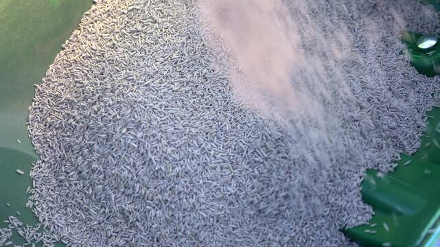 Filling up lawn spreader with contractor seeds in order to reseed the lawn