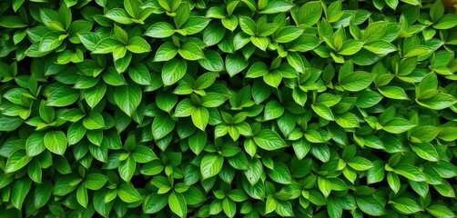 Fototapeta premium Vibrant green leaves forming a natural wall texture, foliage, forest, tree