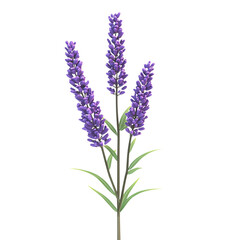 Obraz premium Graceful lavender stems, purple flowers, artistic botanical illustration