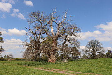 Obraz premium Old trees in the summertime field