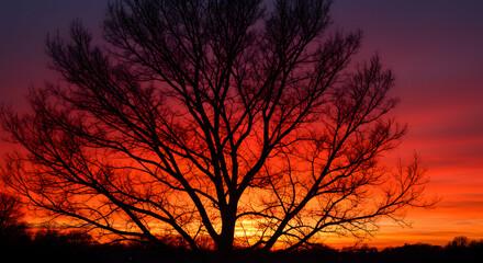 Obraz premium Silhouette Tree Against Vibrant Sunset Sky with Fiery Red and Orange