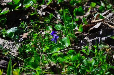 Purple flowers in the grass